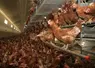 poules rousses en volière