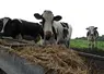 vache laitière devant une mangeoire de paille