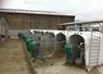 petits veaux dans des niches devant une exploitation agricole
