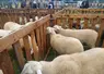 ovins sur un marché aux bestiaux