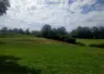 vaches limousines dans un pré de loin