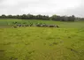 Elevage laitier en Irlande. Vaches au pâturage.