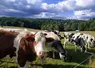vaches laitières dans des prairies en été