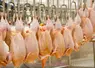 haîne d'abattage en abattoir de volaille. transformation des volailles. production de poulet standard. industrie alimentaire française. 