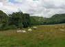 vaches dans une prairie en belgique