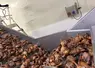 Confit de canard production Montfort