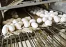 oeufs blancs dans un élevage