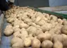 Chargement d'un camion de pomme de terre. Acheminement sur un tapis. 