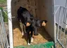 petit veau dans sa niche