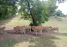 vaches de race parthenaise dans un pré