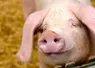 Le porc  
