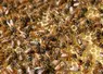 Abeilles sur des rayons de miel