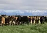vaches dans une prairie en nouvelle zélande