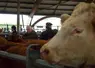 au premier plan, tête de boeuf, dans un marché aux bestiaux