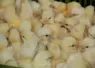 poussins