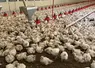 élevage poulets standards
