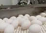 oeufs sur un tapis roulant en élevage