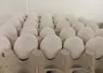 oeufs blancs sur alvéoles