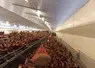poules à l'intérieur d'un élevage