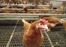 poule rousse en élevage