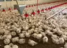 Poules standard dans un poulailler automatisé 