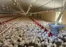 Poulets standard européen