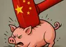 porc assomé par un marteau chinois