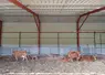 vaches limousines en étable