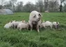 porc en élevage bio