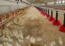 poussins en élevage