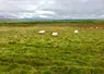 moutons dans un pré