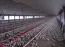 un élevage de poulets 