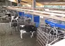 vache devant  3 robots delaval en service 