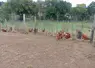 poules rousses devant des arbustes