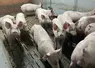 Cochons en élevage