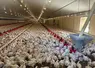 Elevage de poulets du quotidien