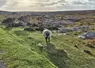 mouton dans un paysage