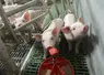 cochons en élevage