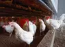 poules blanches en batiment