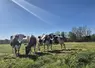 4 vaches dans un pré