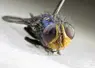 Dyed sterile female New World Screwworm