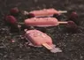 trois glaces rose