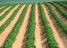champ de pommes de terre