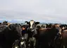 vaches 