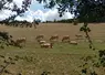 vaches dans un pré