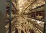 poules blanches en élevage