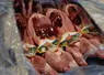 Viande de lapin 