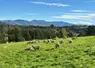 moutons dans une prairie montagneuse