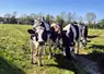 vaches prim holstein