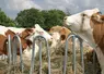 vaches simmental